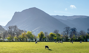 Sheep in front of Fleetwith Pike