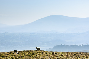 Sheep on the edge