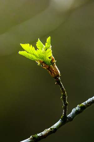 Spring growth