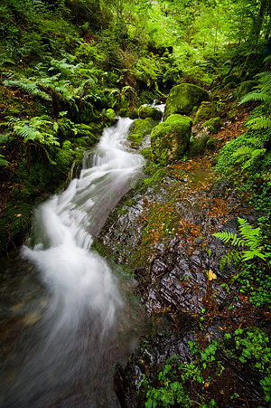 Winding through the green