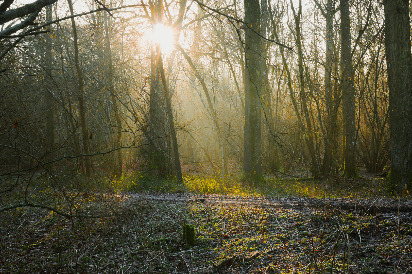 Woodland Breakthrough by Adam Lack