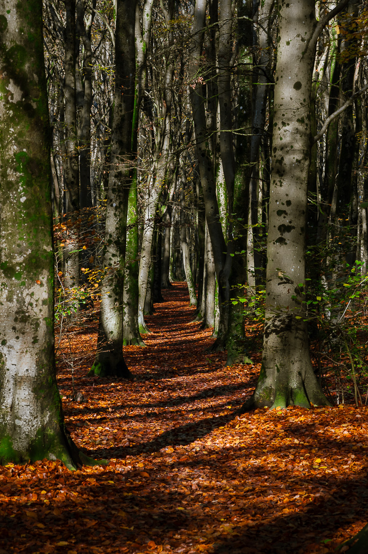 Woodland Corridor by Adam Lack