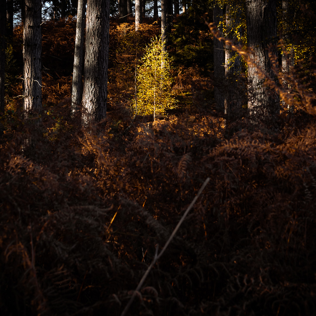 Young Birch by Adam Lack